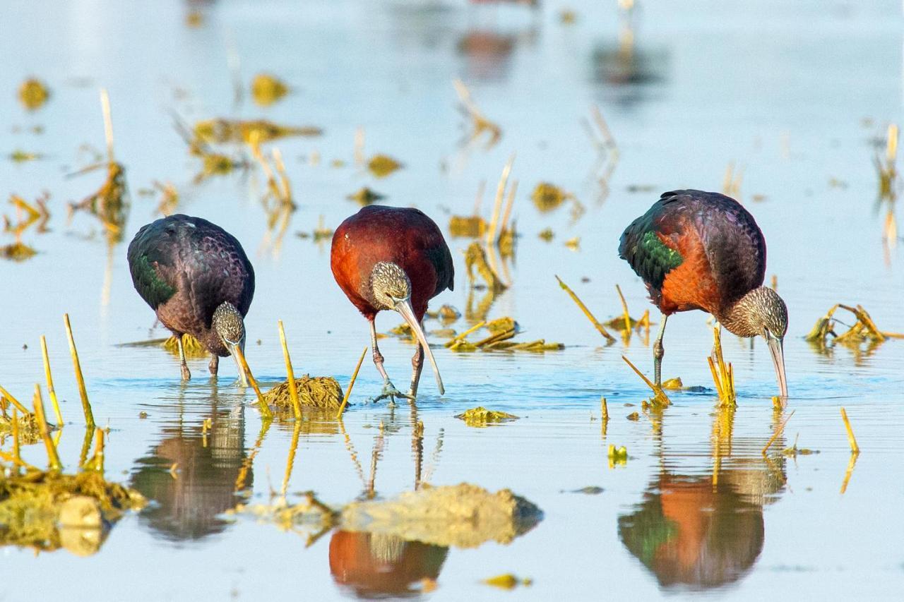 Casa De Los Pajaros Севілья Екстер'єр фото